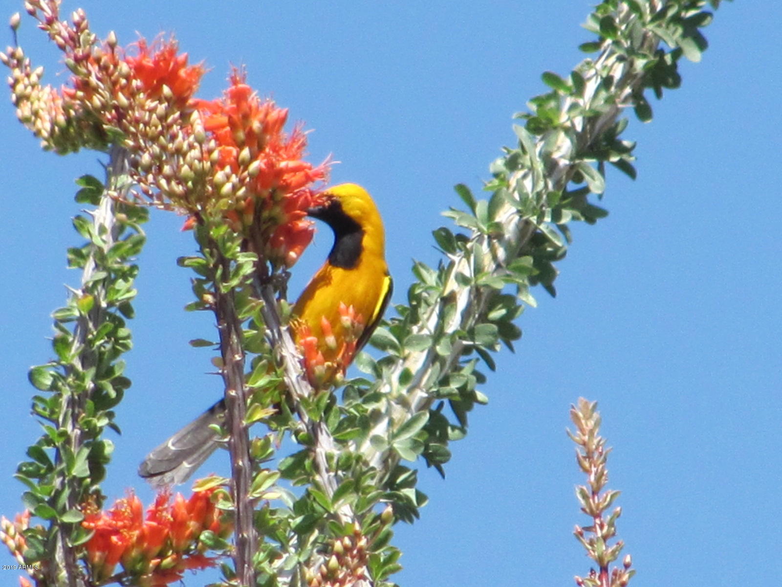 Wickenburg, Arizona 85390, United States, 22 Bedrooms Bedrooms, ,16 BathroomsBathrooms,Residential,Active,217260