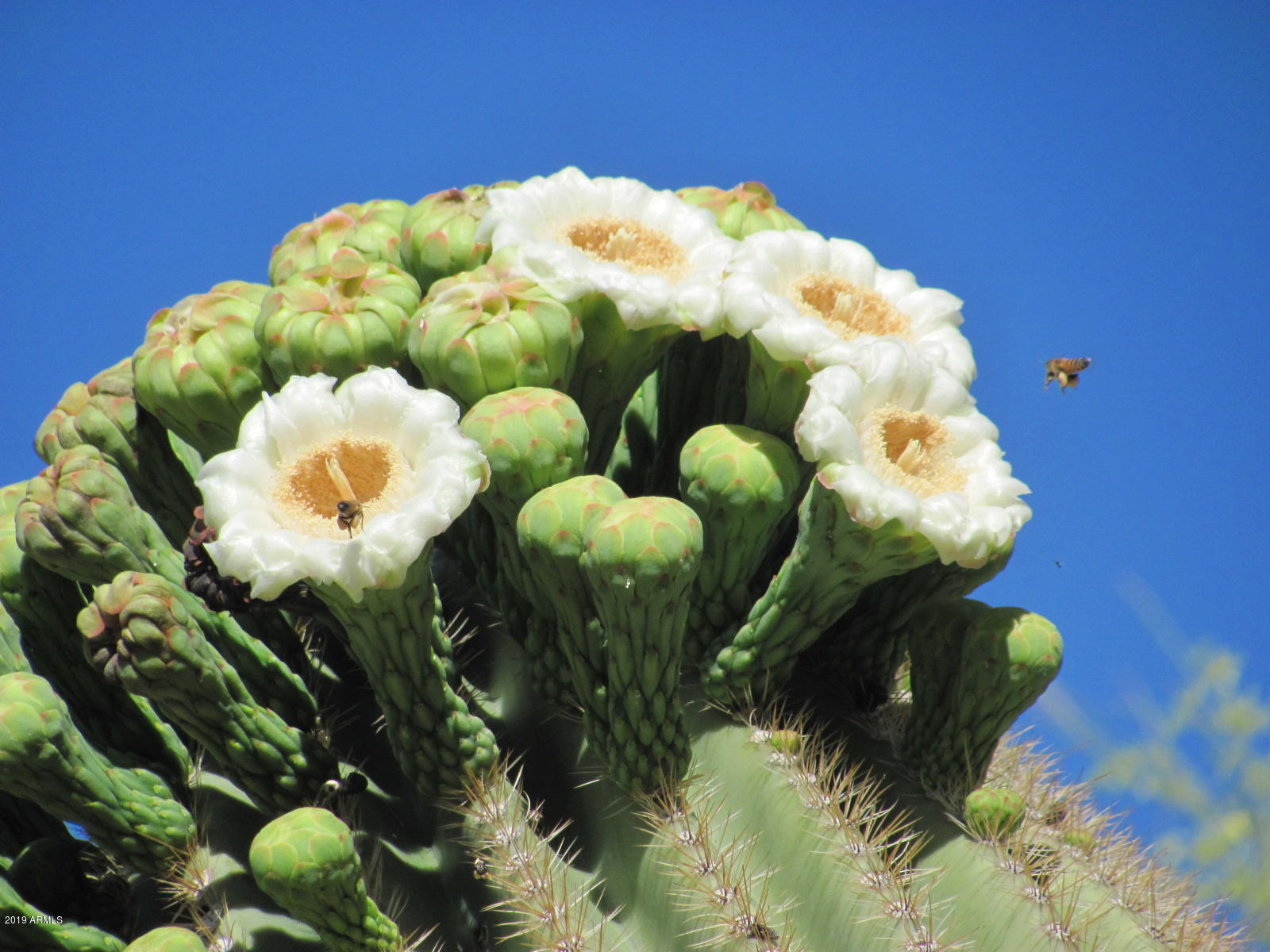 Wickenburg, Arizona 85390, United States, 22 Bedrooms Bedrooms, ,16 BathroomsBathrooms,Residential,Active,217260