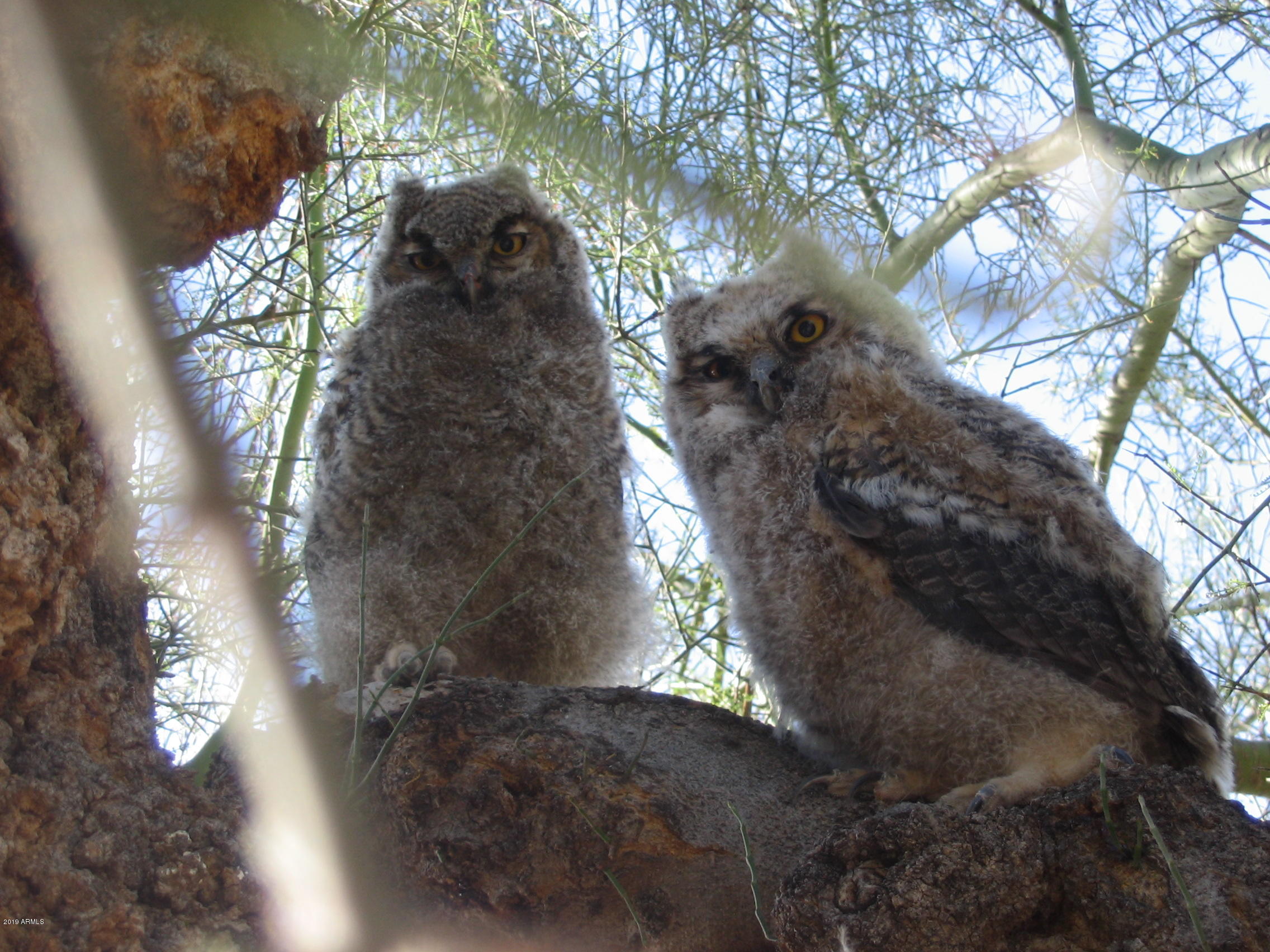 Wickenburg, Arizona 85390, United States, 22 Bedrooms Bedrooms, ,16 BathroomsBathrooms,Residential,Active,217260