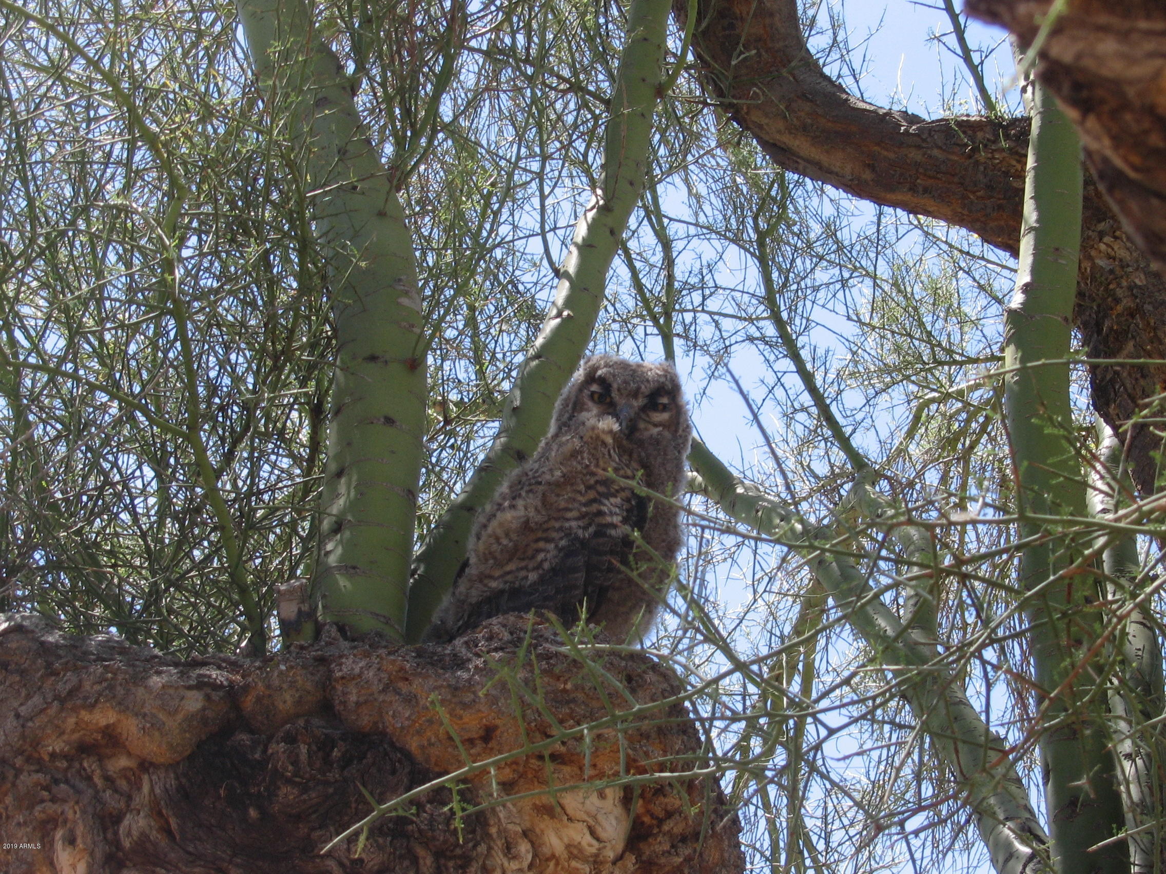 Wickenburg, Arizona 85390, United States, 22 Bedrooms Bedrooms, ,16 BathroomsBathrooms,Residential,Active,217260