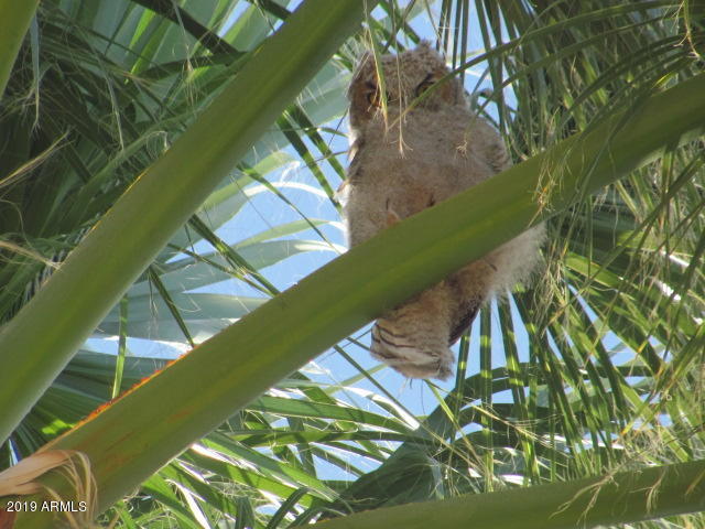 Wickenburg, Arizona 85390, United States, 22 Bedrooms Bedrooms, ,16 BathroomsBathrooms,Residential,Active,217260