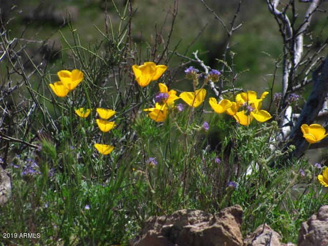 Wickenburg, Arizona 85390, United States, 22 Bedrooms Bedrooms, ,16 BathroomsBathrooms,Residential,Active,217260