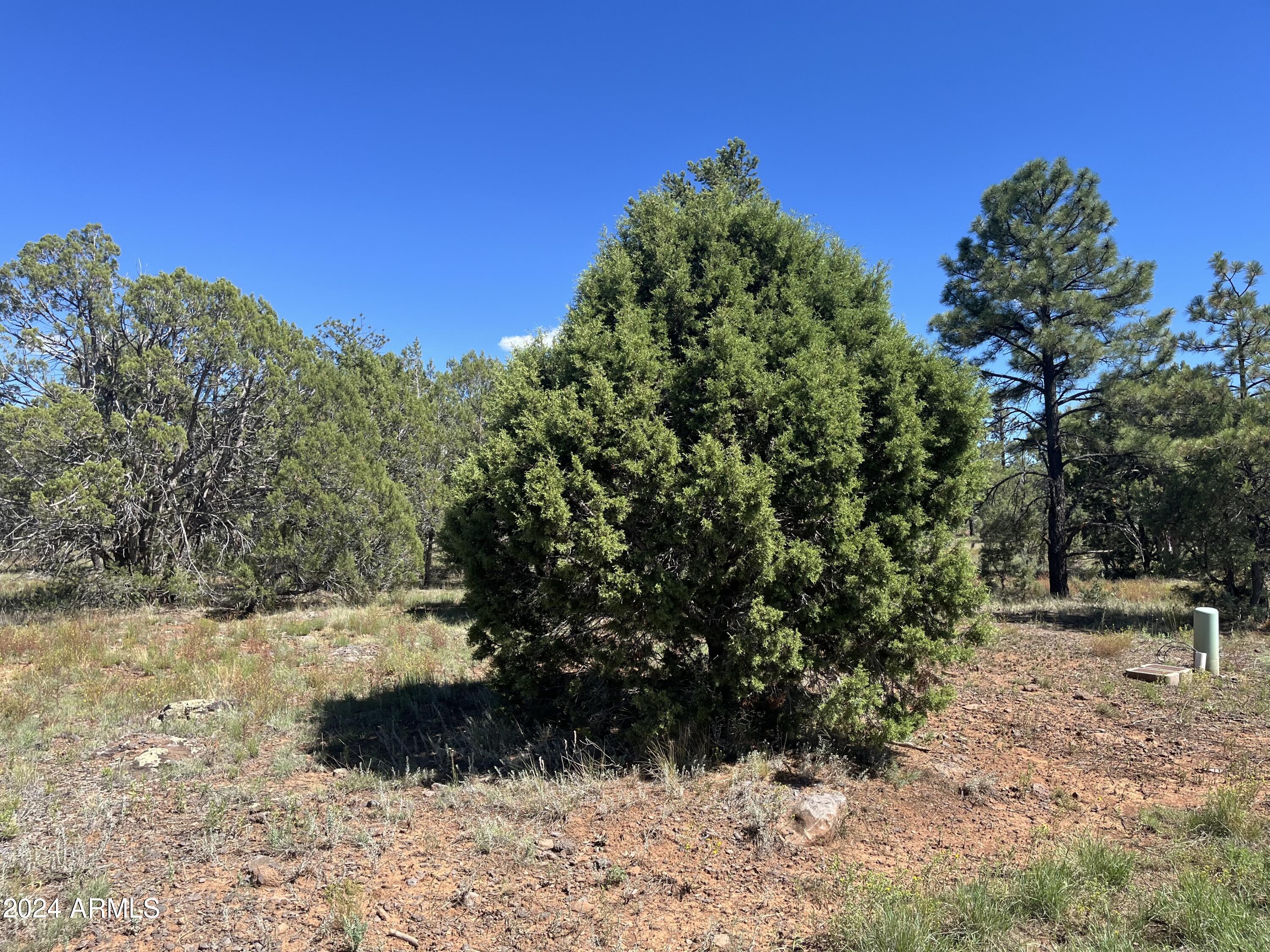 5541 GRAY WOLF Drive 43