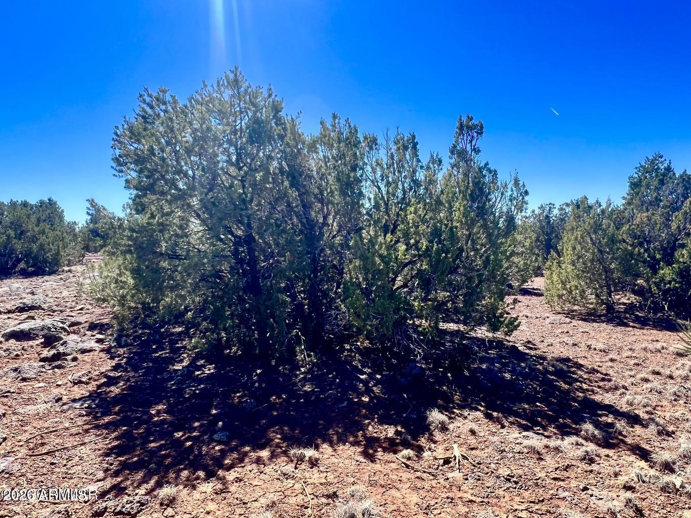 Show Low Pines - Land