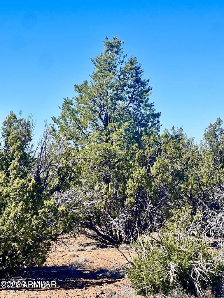 Show Low Pines - Land
