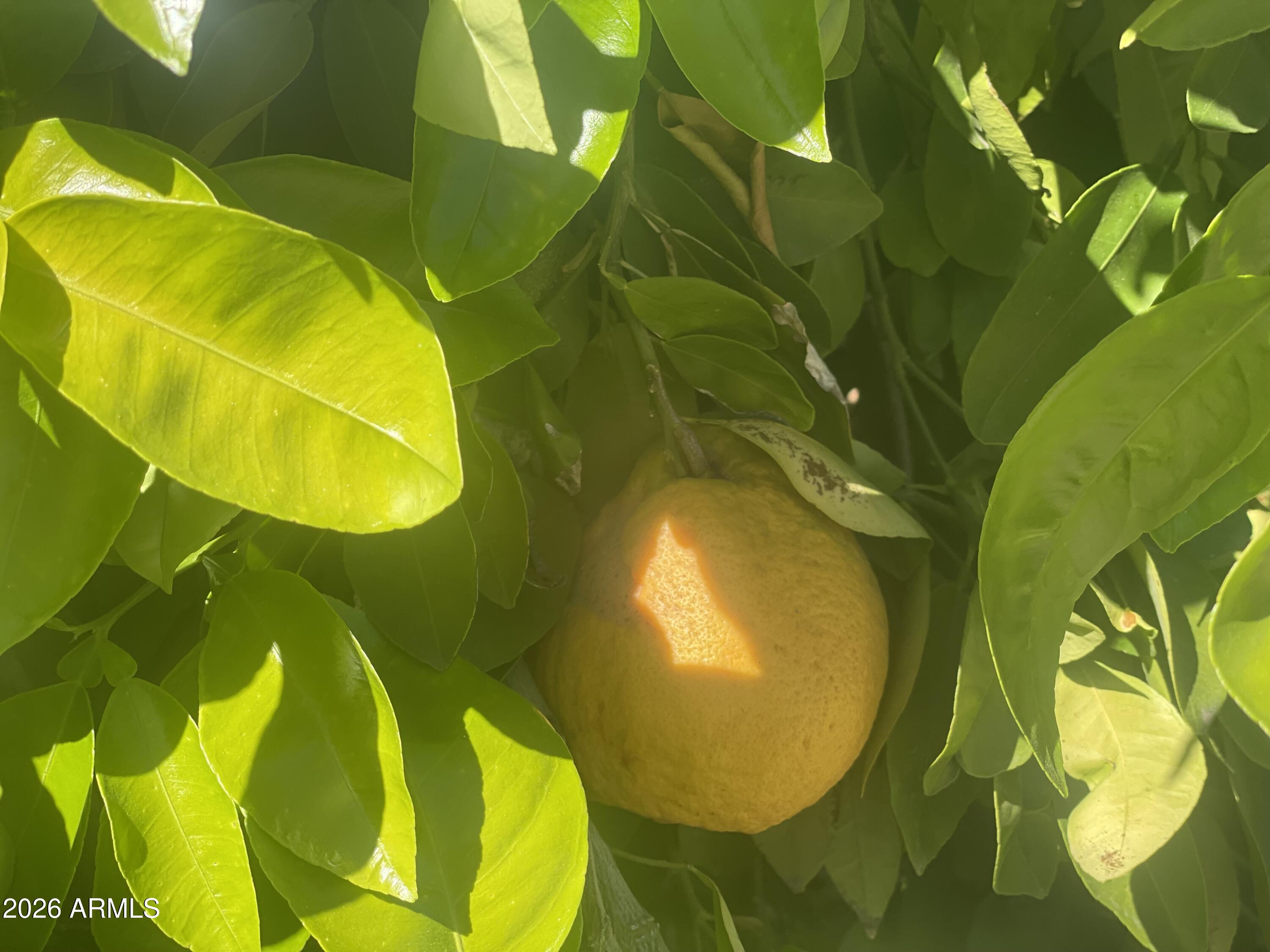 22603 N LAS LOMAS Lane