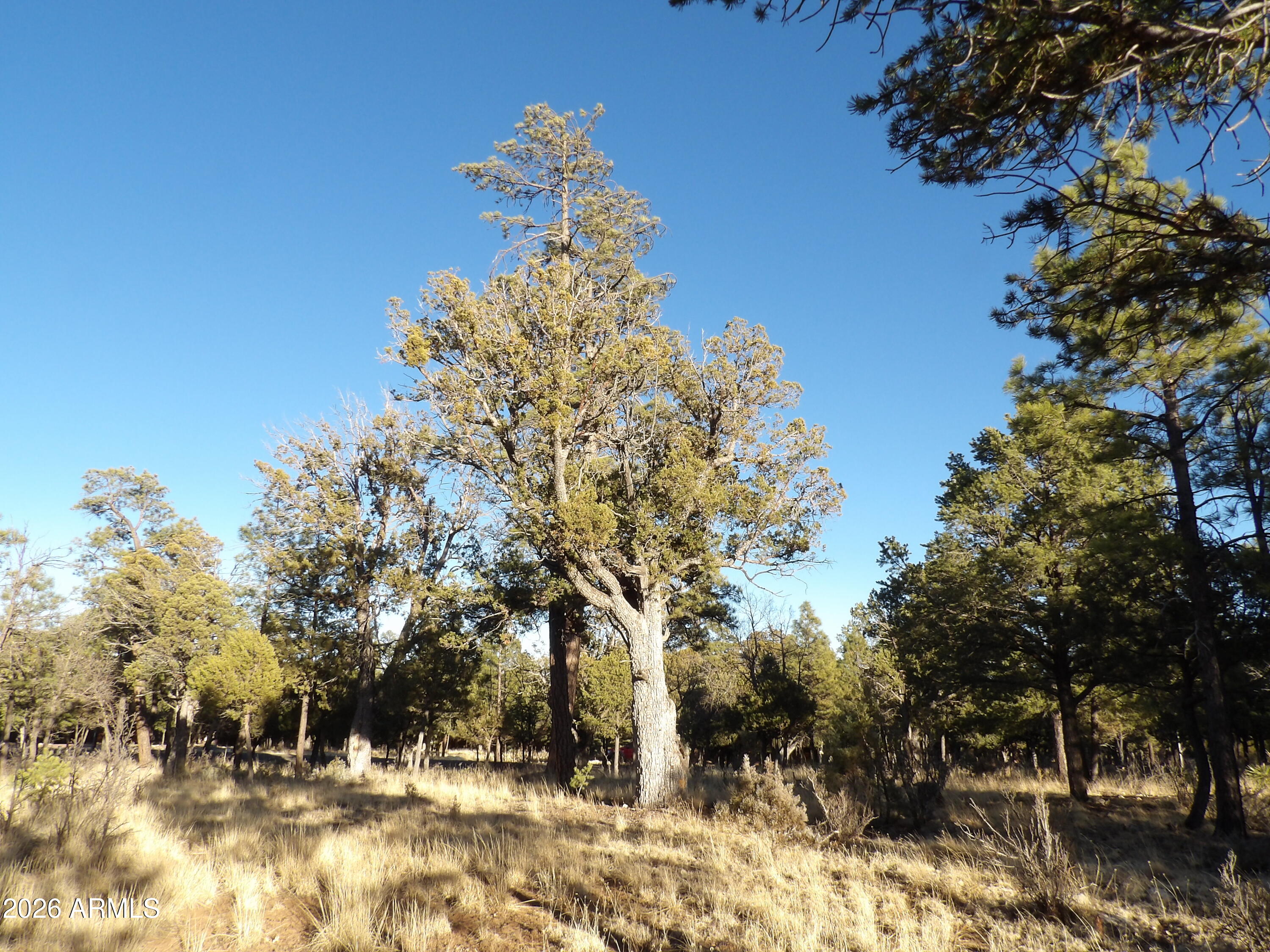 TAMARRON PINES PHASE 4 - Land