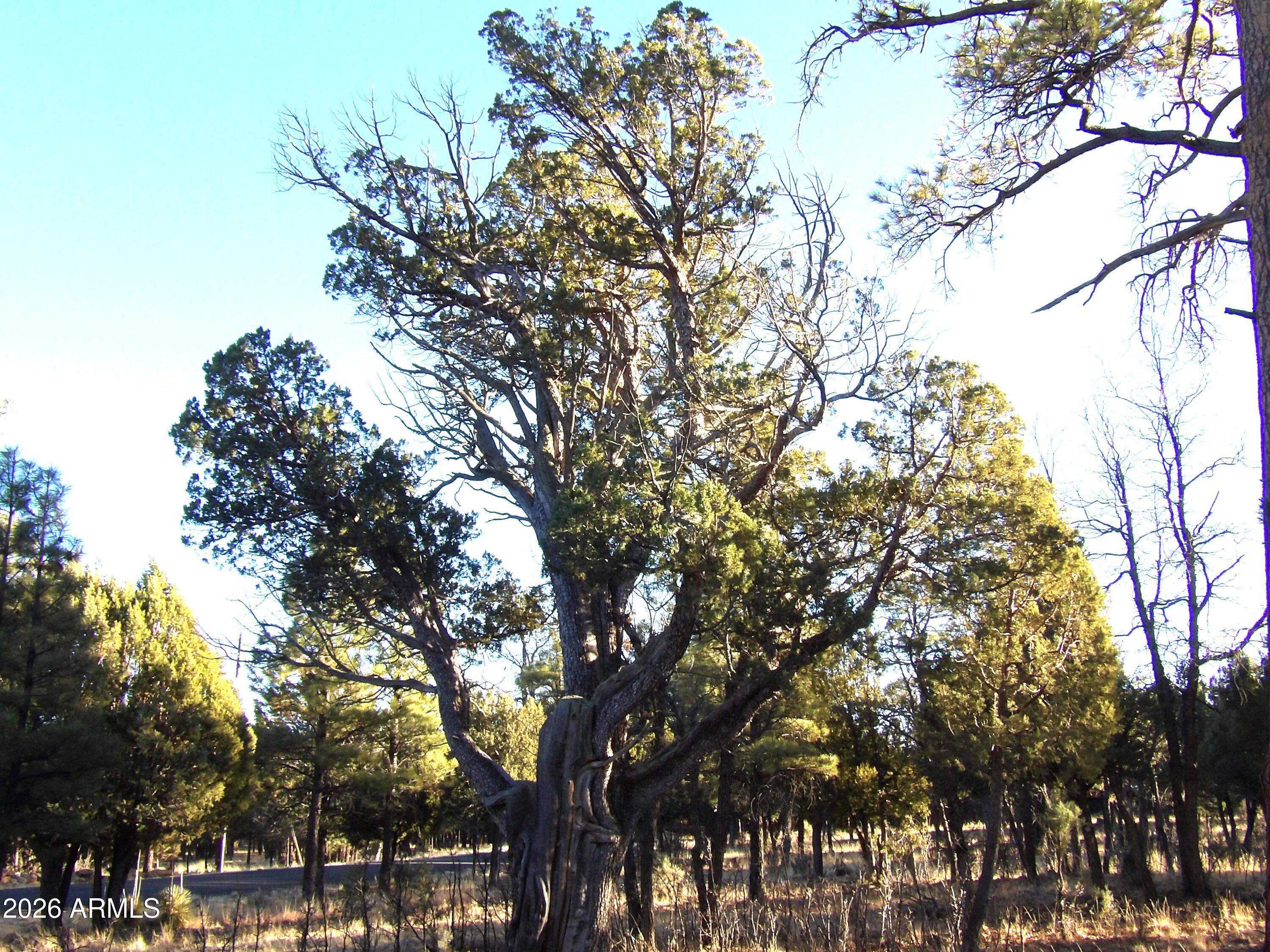 TAMARRON PINES PHASE 4 - Land