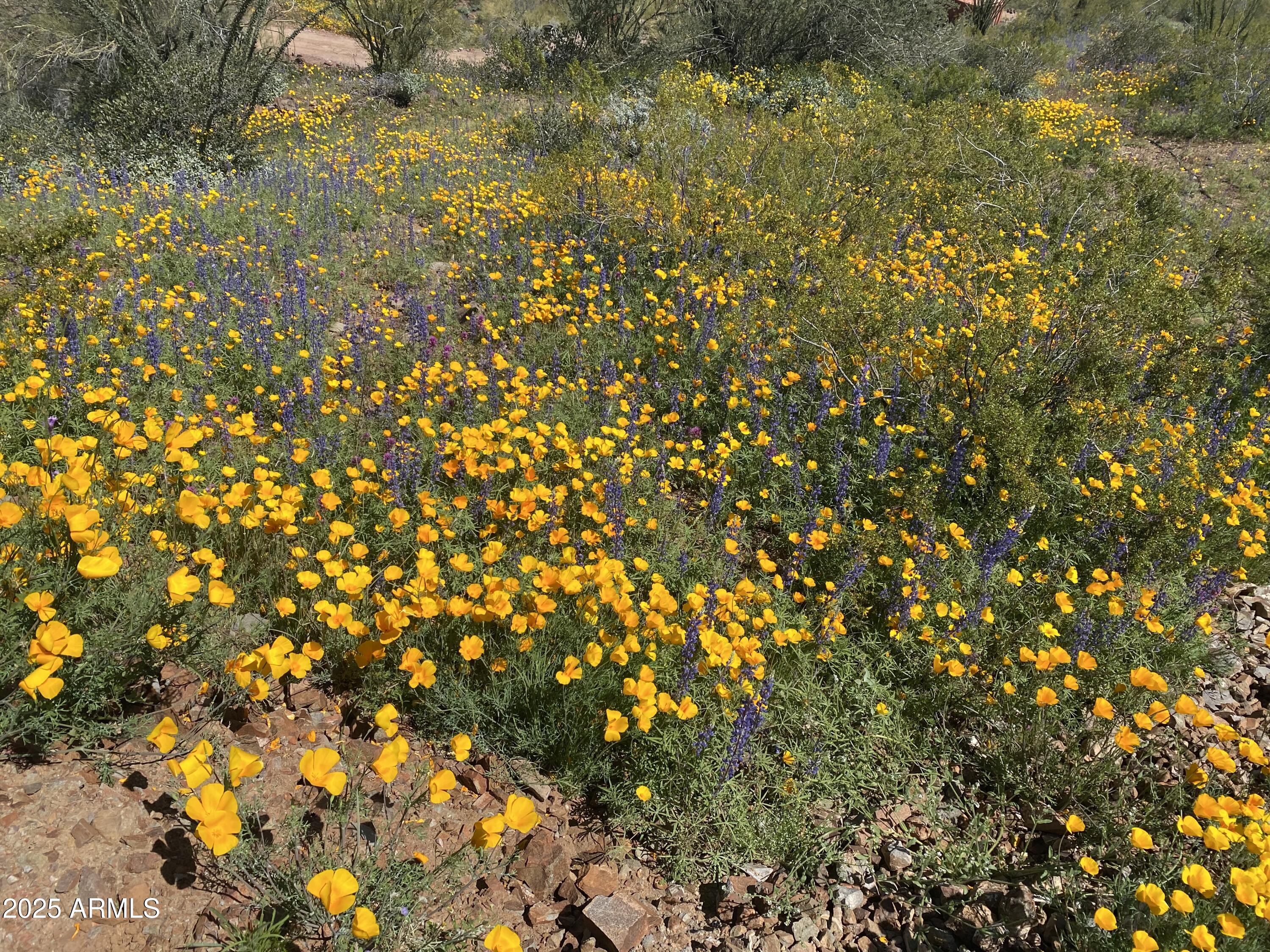 PLEASANT COUNTRY RANCHES - Land