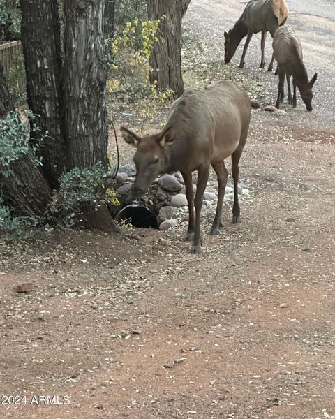 A home in Payson