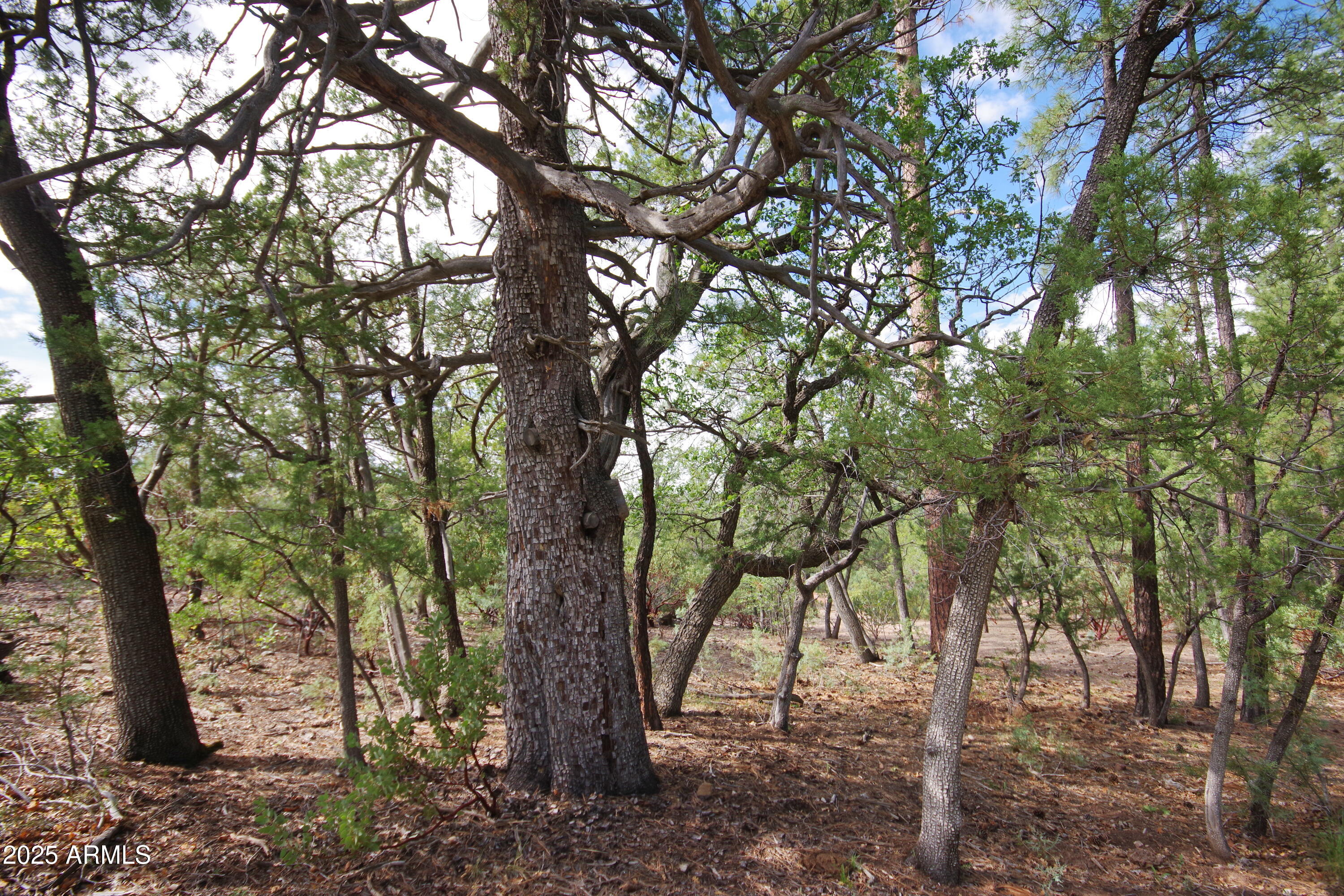 Payson, Arizona 85541, United States, 2 Bedrooms Bedrooms, ,1 BathroomBathrooms,Residential,Active,206029