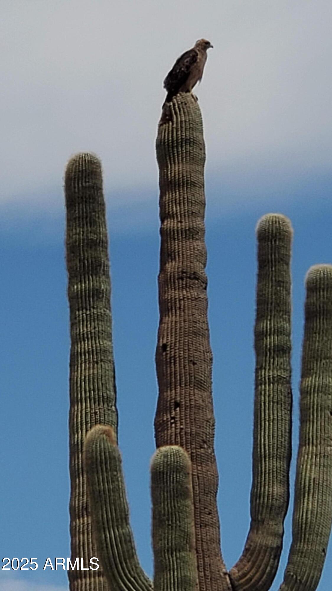 Homes for Sale in Queen Creek Arizona 3 32300 W Painted Wagon Trail 50