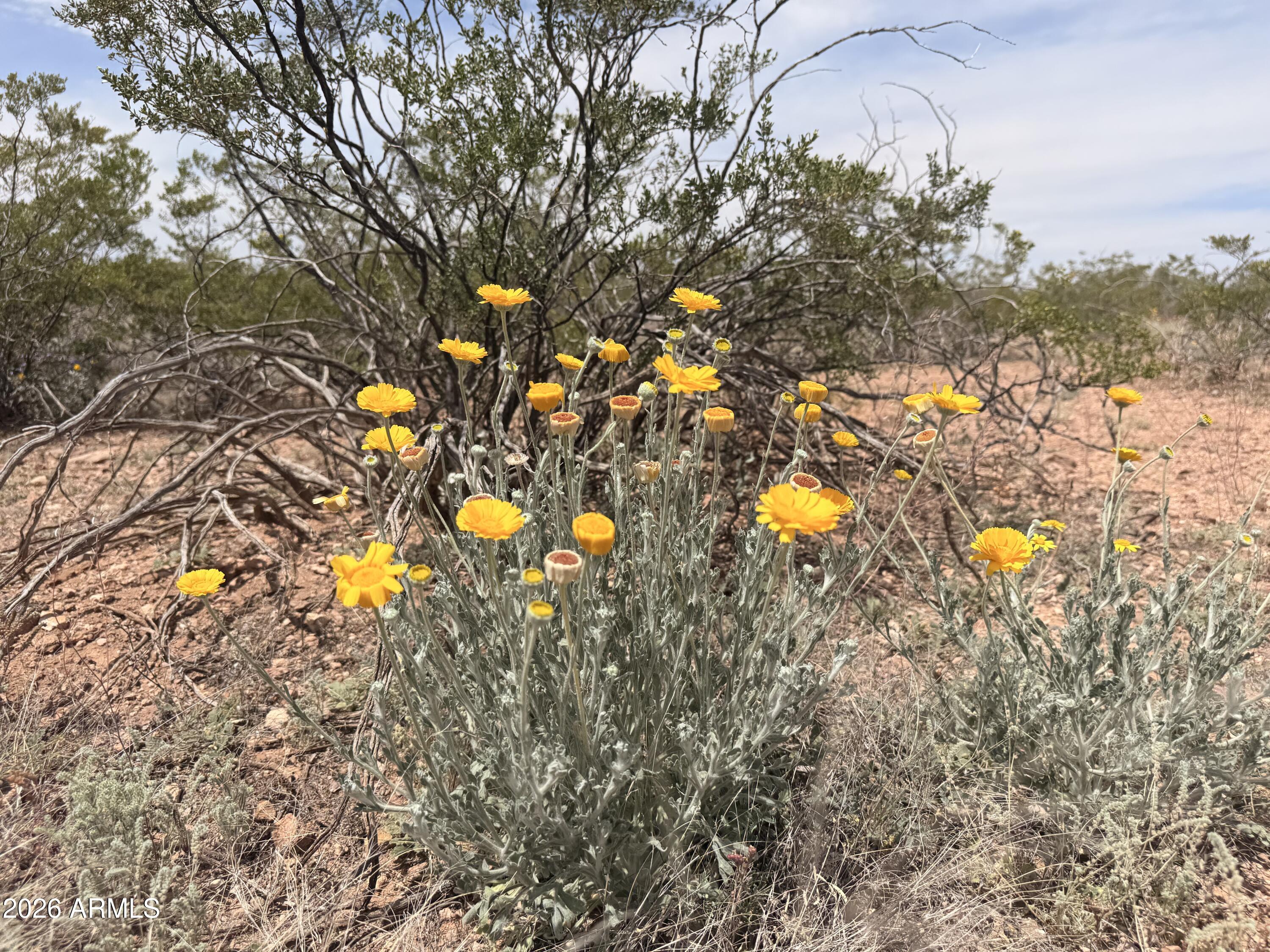 COCHISE COLLEGE PARK 10 - Land