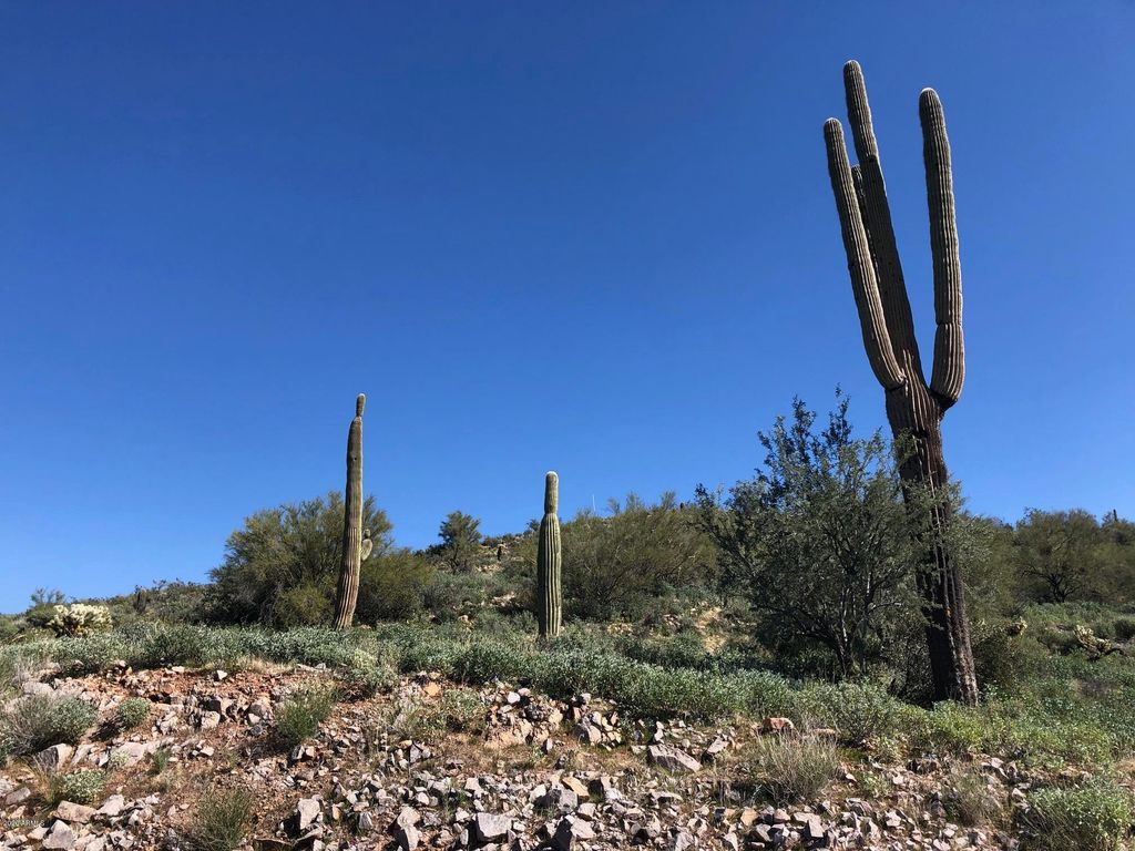 Photo of 3863 S Avenida De Angeles #103, Gold Canyon, AZ 85118 (MLS # 6435773)