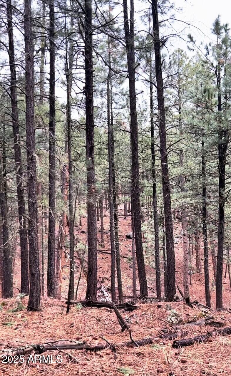 Stunning Ponderosa Pines - Land