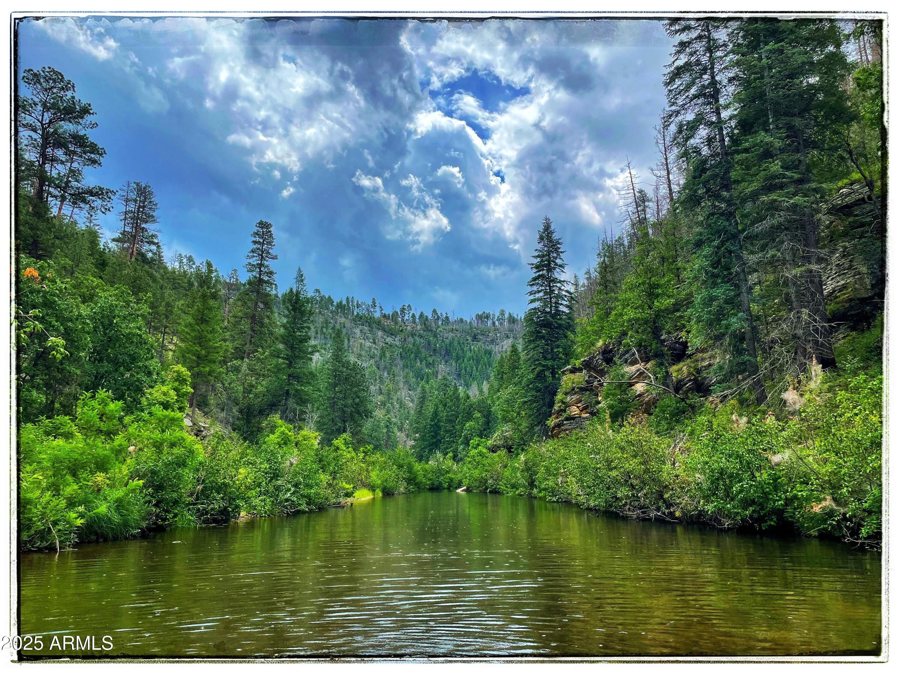 Stunning Ponderosa Pines - Land