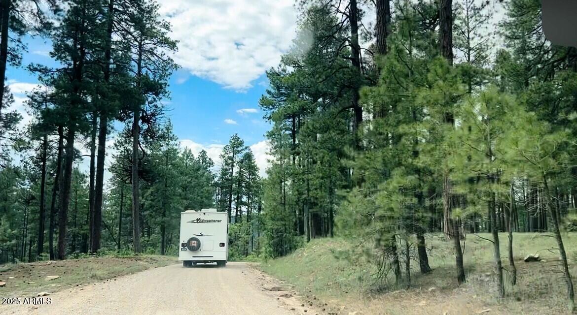 Stunning Ponderosa Pines - Land