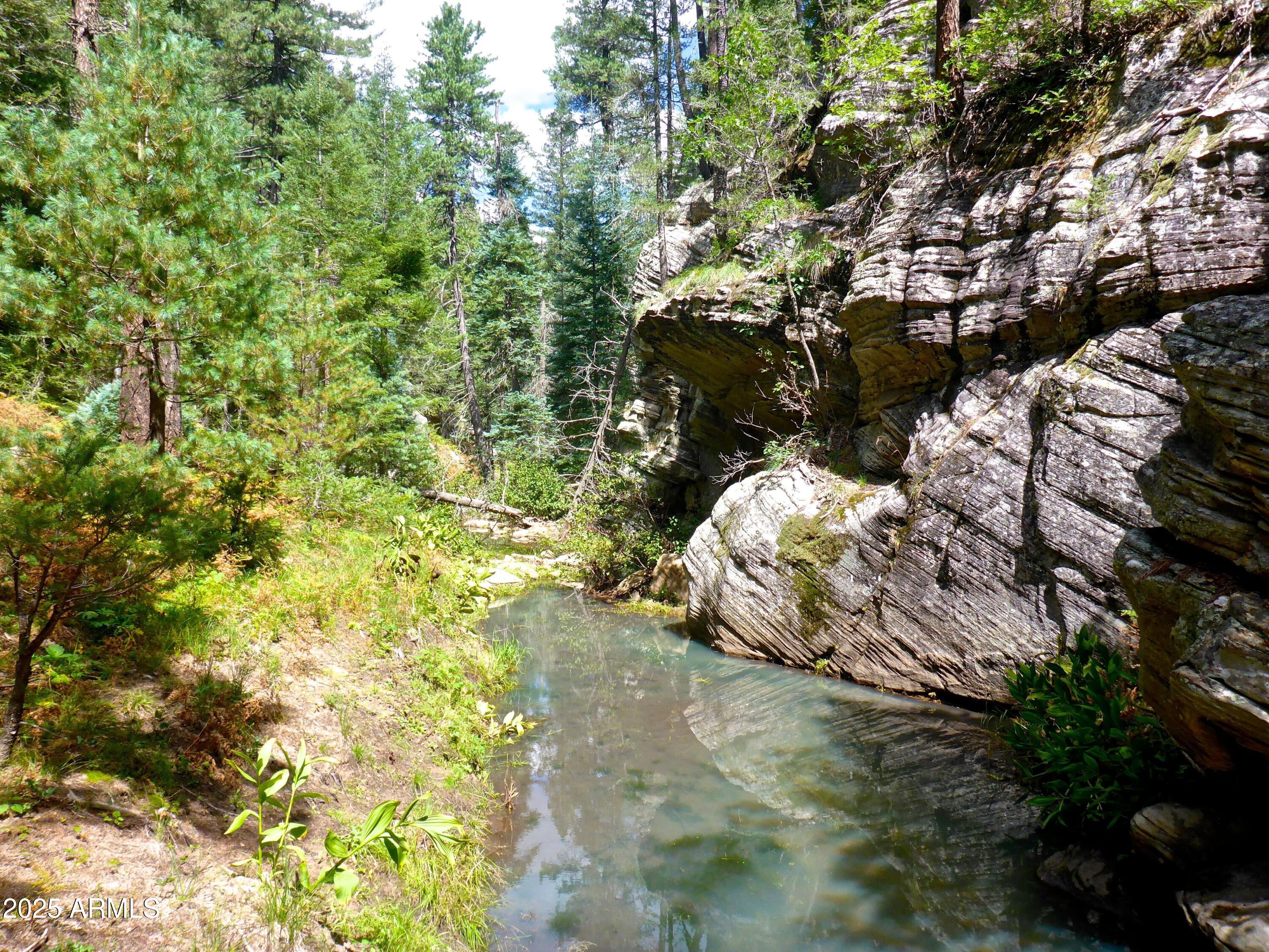 Stunning Ponderosa Pines - Land