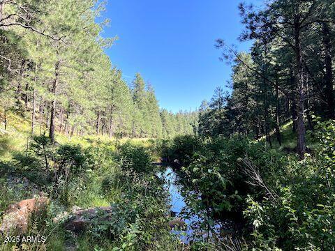 Stunning Ponderosa Pines - Land