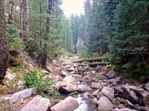 Stunning Ponderosa Pines - Land
