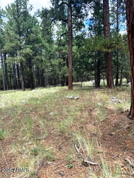 Stunning Ponderosa Pines - Land