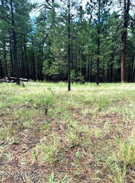 Stunning Ponderosa Pines - Land