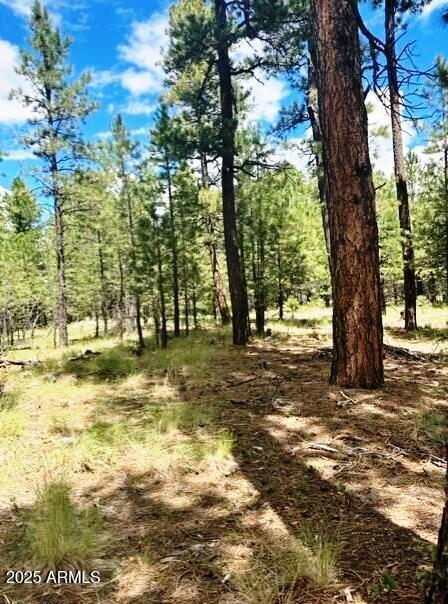 Stunning Ponderosa Pines - Land