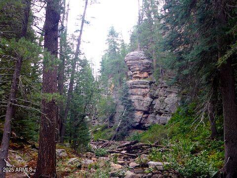 Stunning Ponderosa Pines - Land