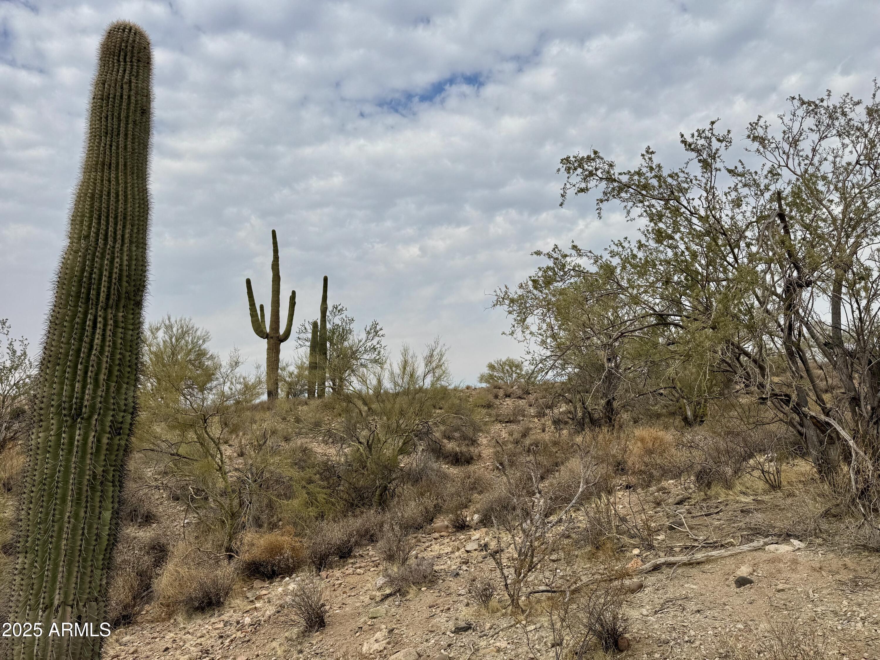 43925 N Saguaro Blossom Lane -