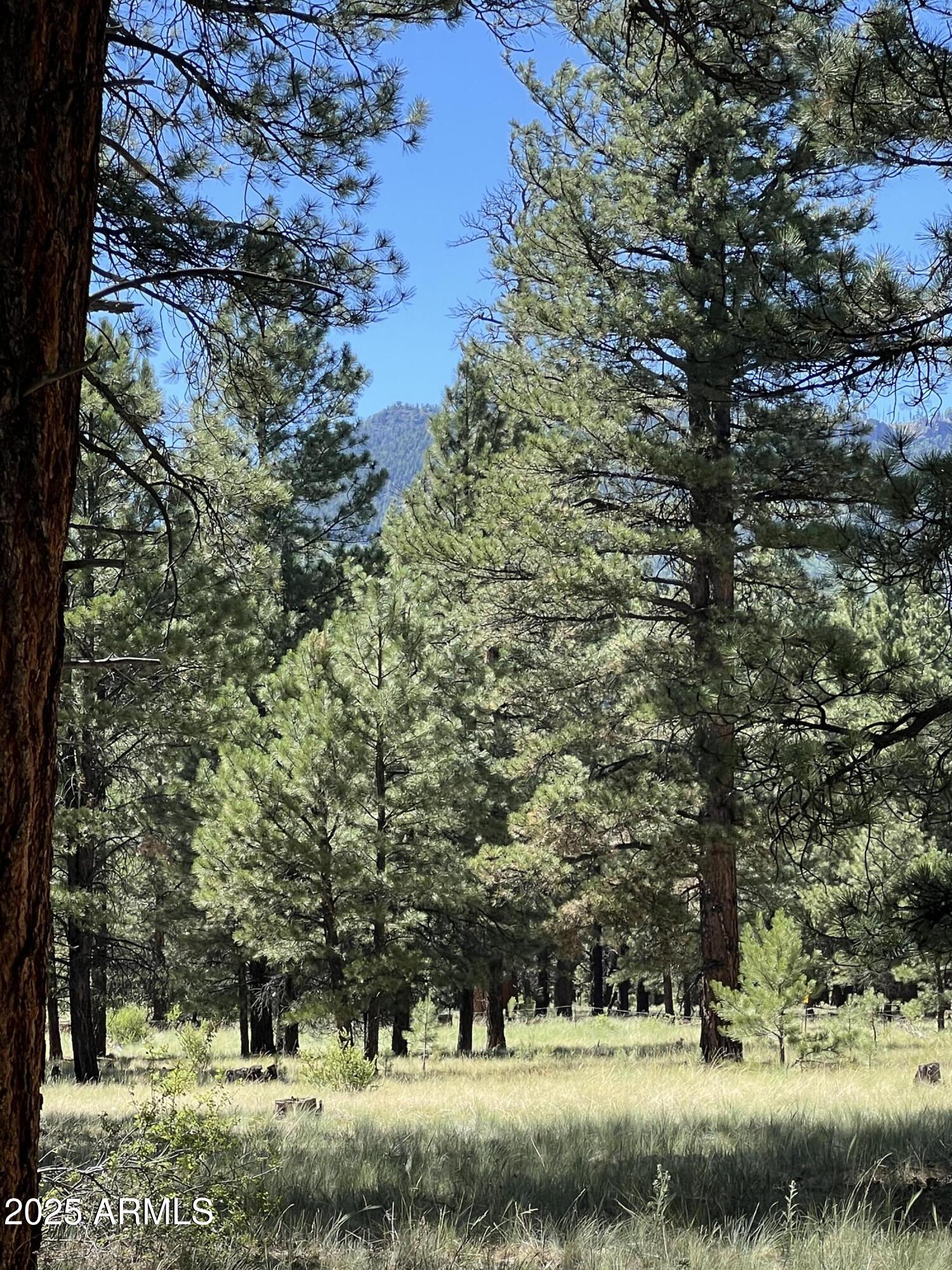 0 Forest Road 193 Street 0