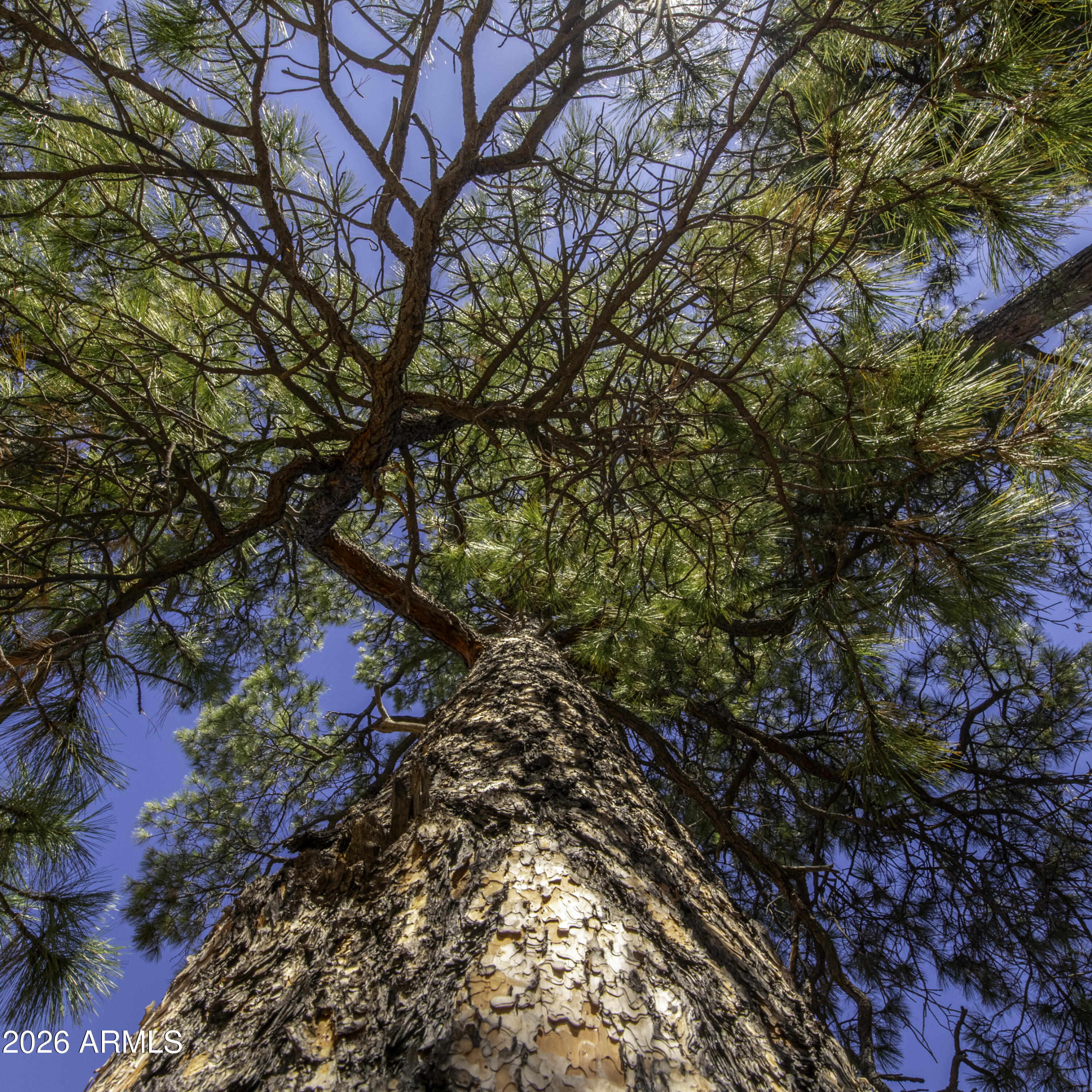 7770 Forest Service 122 Rd. Tract 6 -- 6A