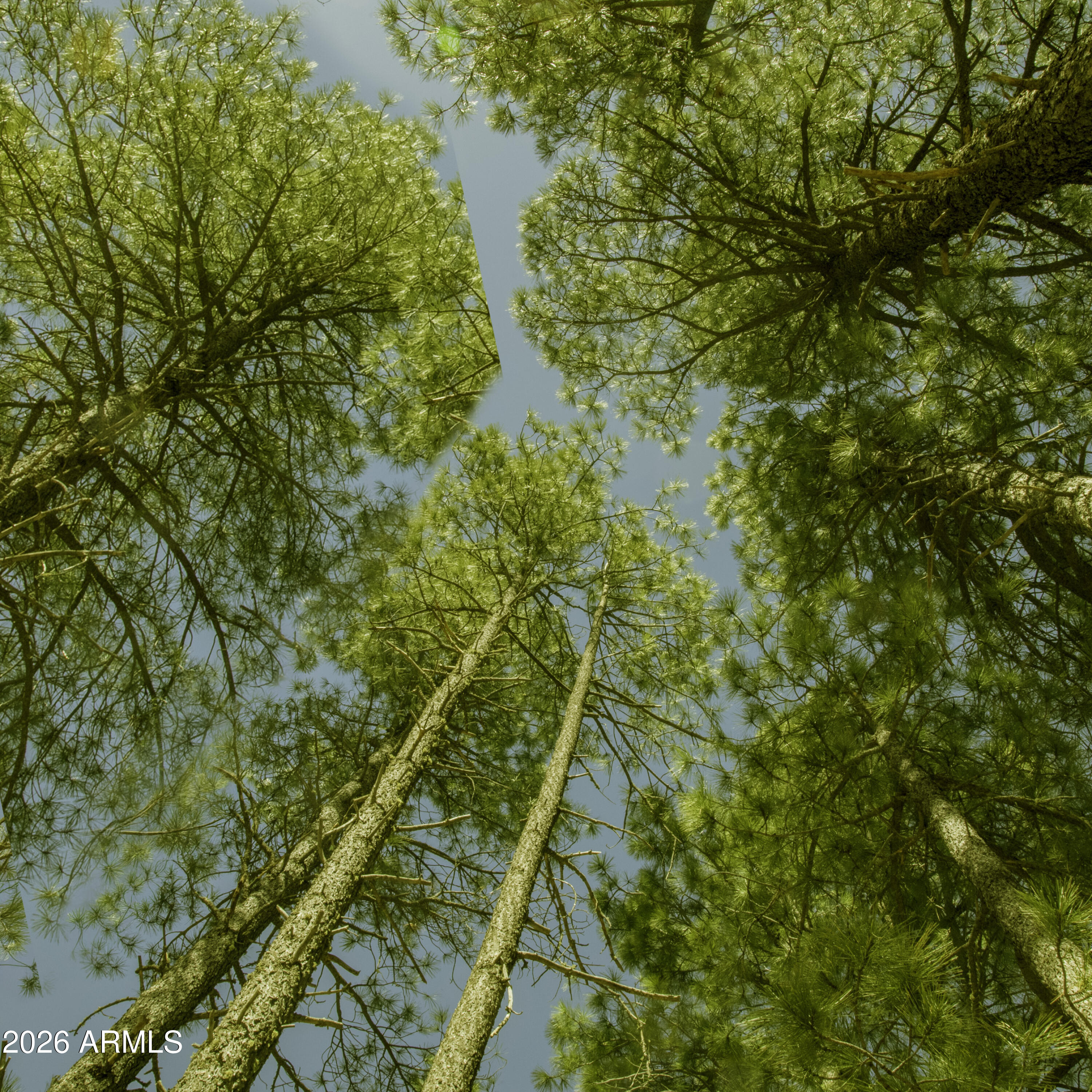 7770 Forest Service 122 Rd. Tract 6 -- 6A