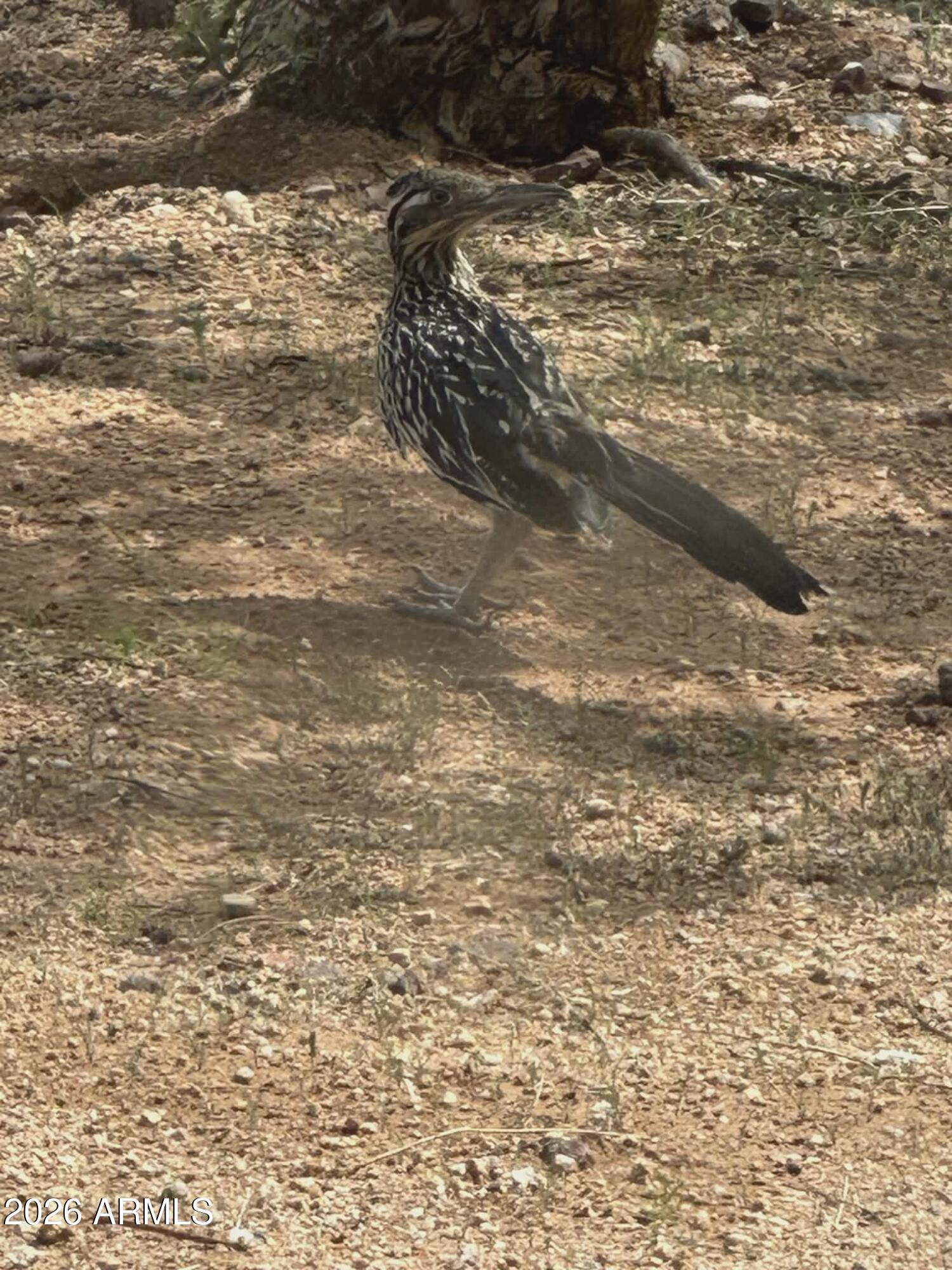 7530 W Bucking Horse Road