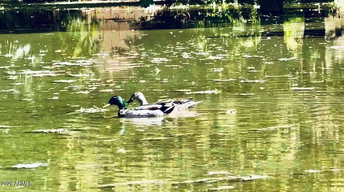 5116 W LA MIRADA Drive