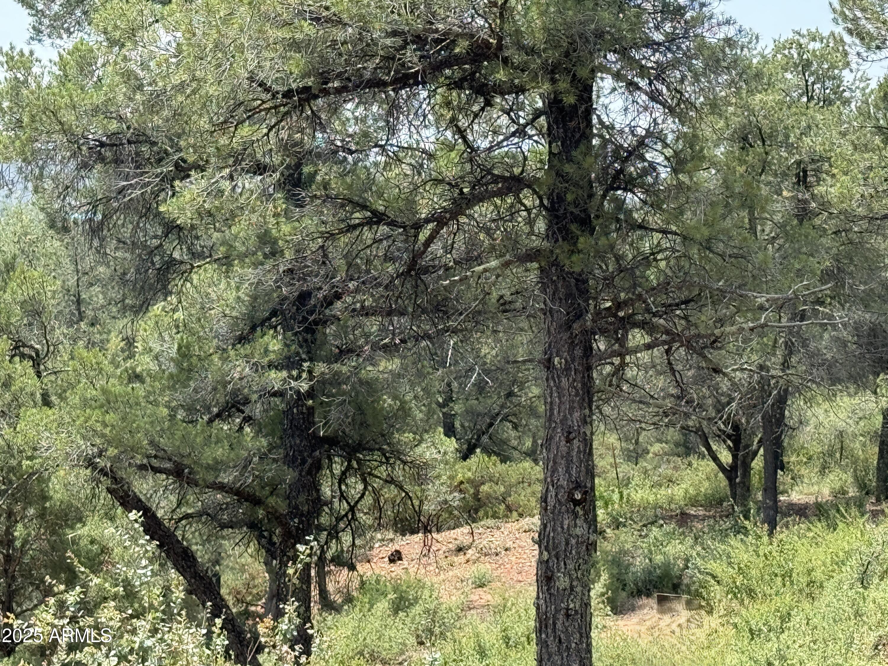 2405 E GOLDEN ASTER Circle 264