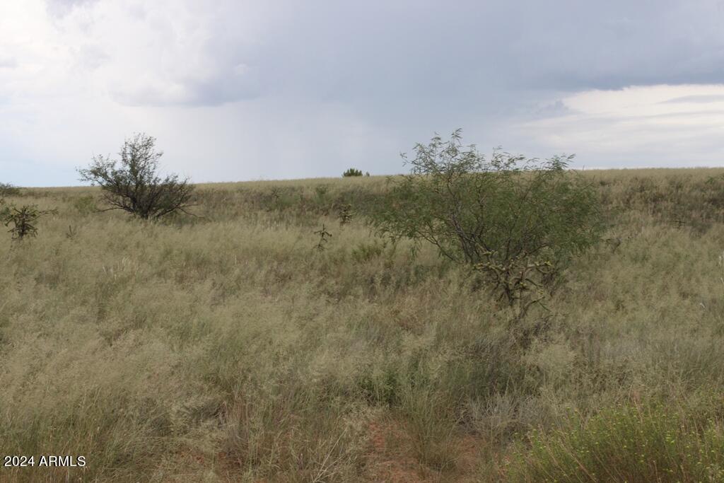 206 S Coatimundi Court 15