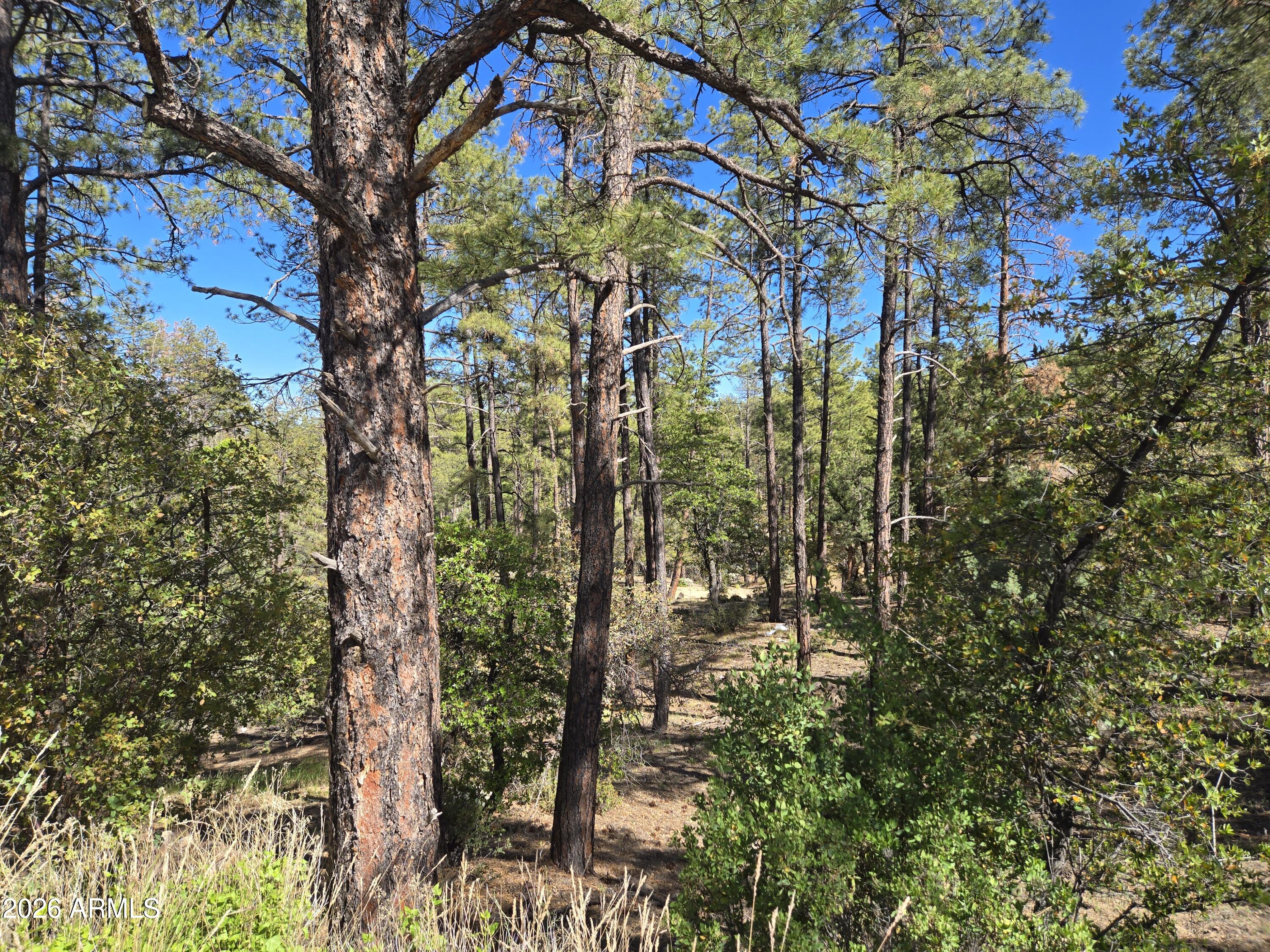 HIGHLAND PINES - Land