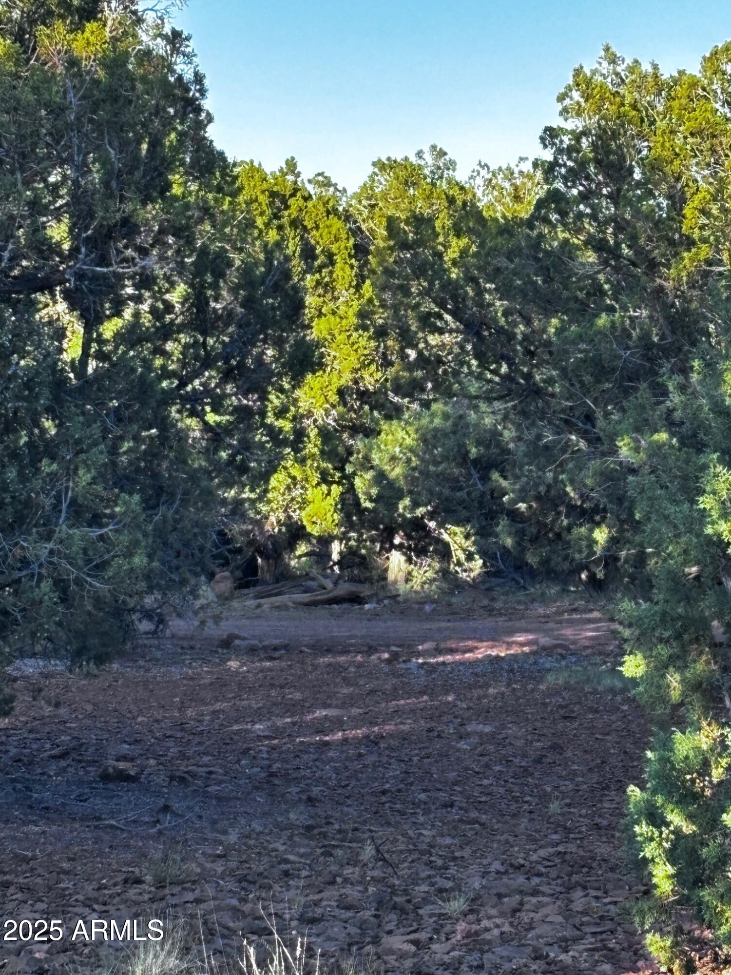 0 soaring Hawk -- 498