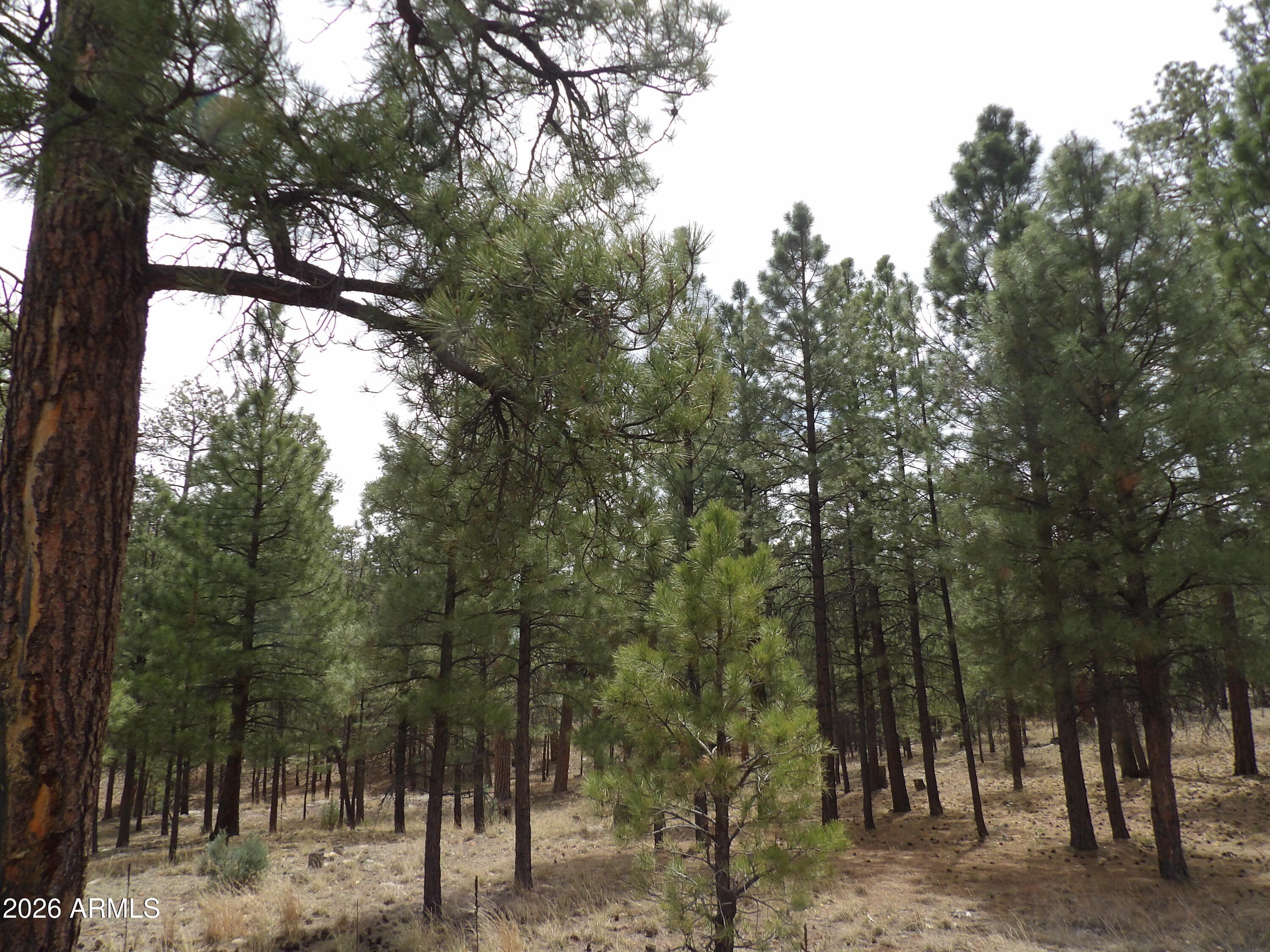 2011 PINE CANYON Drive 173