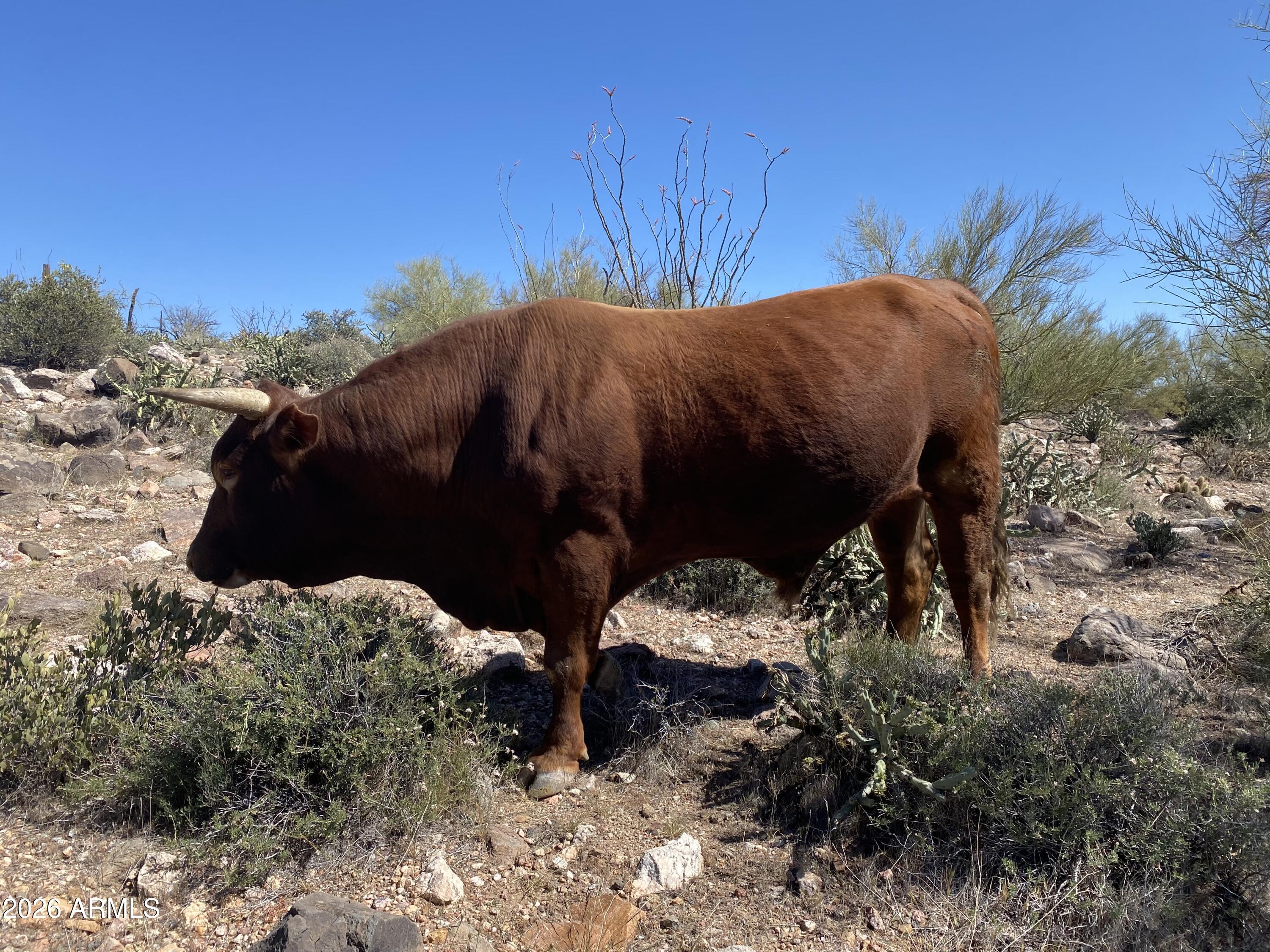 PLEASANT COUNTRY RANCHES LOT 53 A - Land