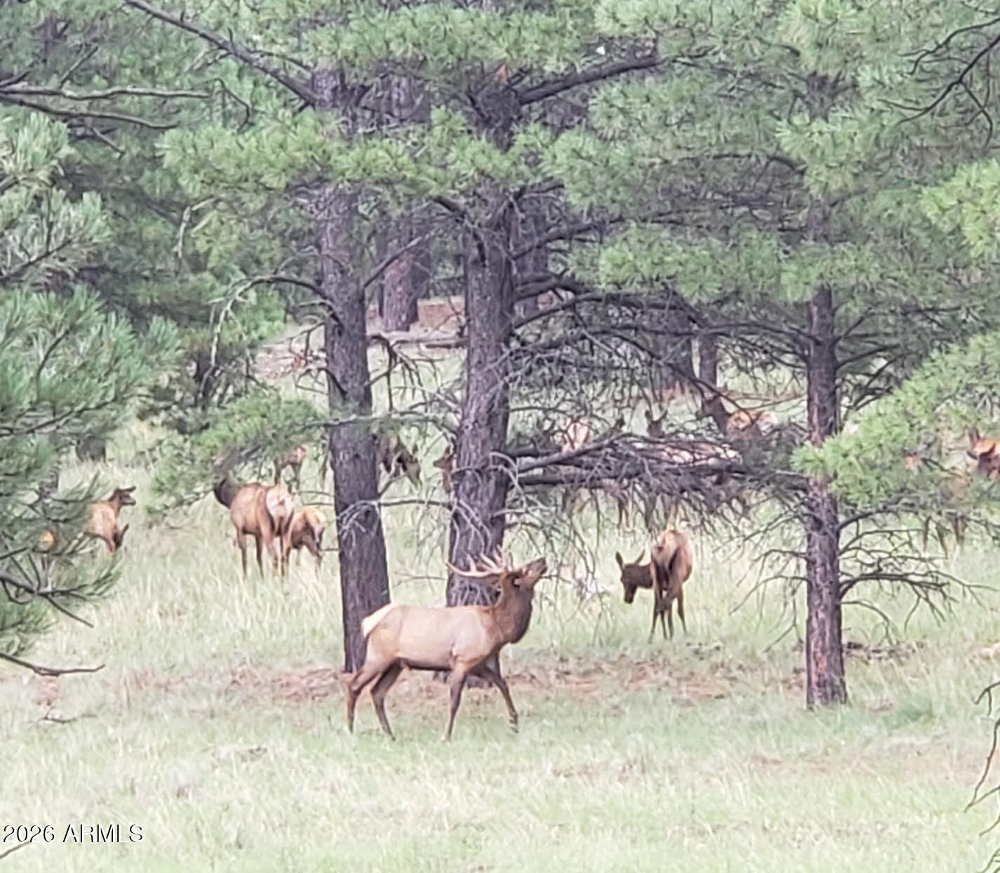 7851 Pine Country Lane