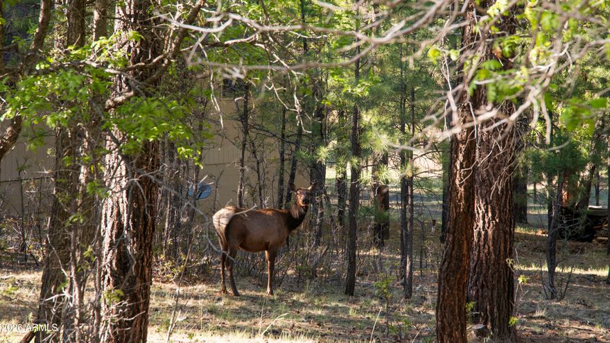 Don't miss this beautiful, heavily treed 0.98-acre homesite bordering the Coconino National Forest in the highly desirable community of Starlight Pines. Surrounded by custom homes, this premier homes-only subdivision offers the perfect blend of privacy, nature, & year-round accessibility.
Enjoy paved, county-maintained roads w/convenient year-round access, along w/ a strong sense of community through neighborhood gatherings held at the Starlight Pines Community Center.
This Firewise-recognized community is serviced by the Blue Ridge Fire District, w/ numerous nearby fire hydrants -- a valuable benefit that may contribute to more favorable homeowner & fire insurance considerations. Outdoor enthusiasts will appreciate direct ccess to USNFS, abundant wildlife, & HORSES ARE ALLOWED!!