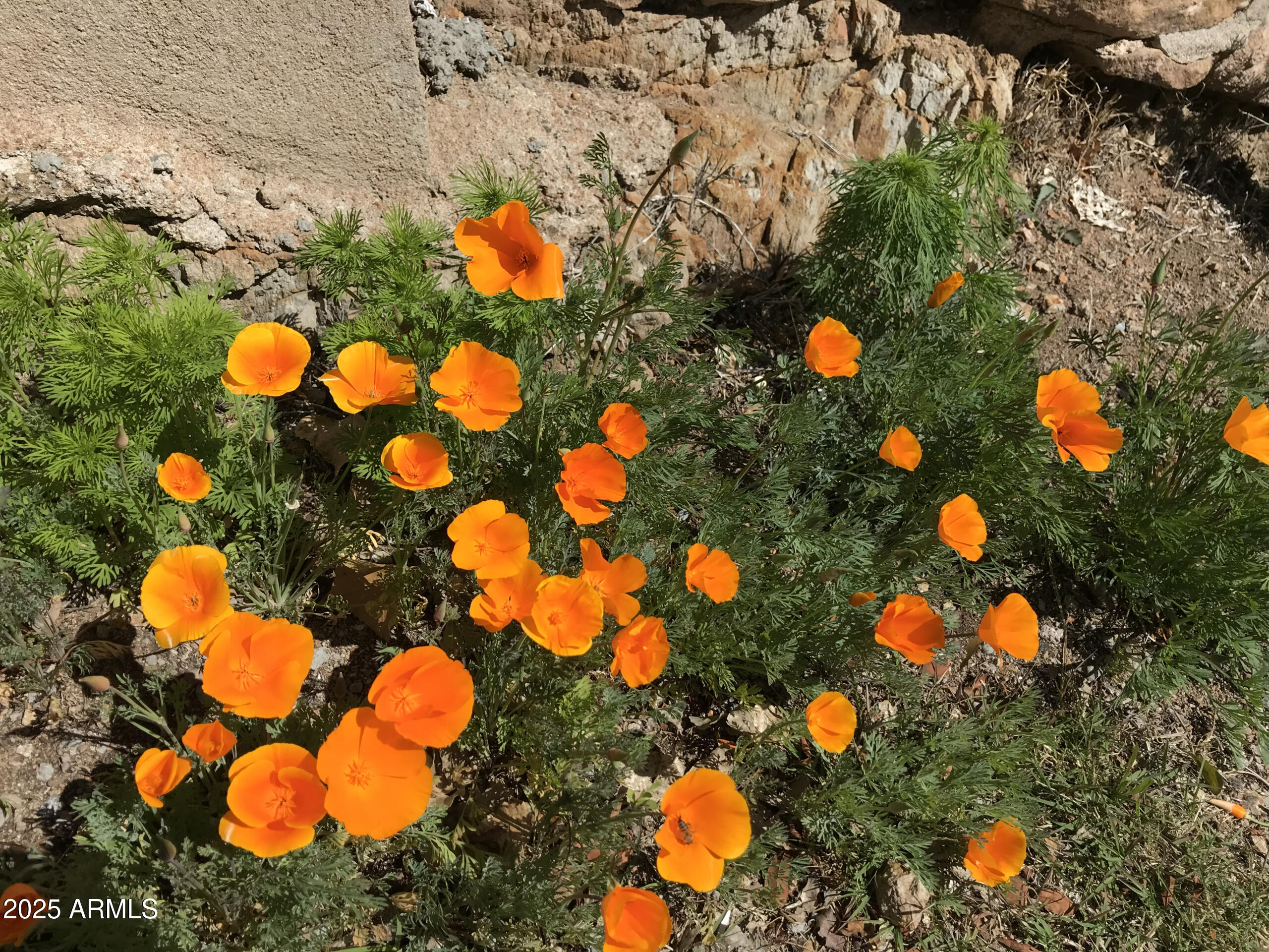 BISBEE - Land