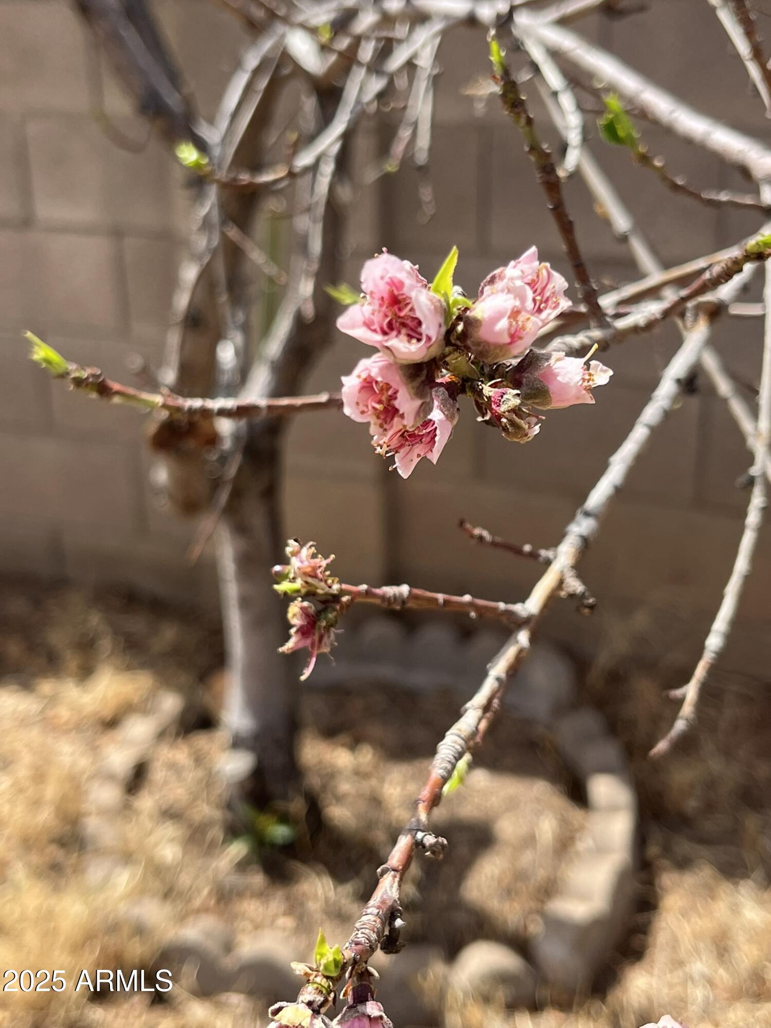 Buena 1 - Residential