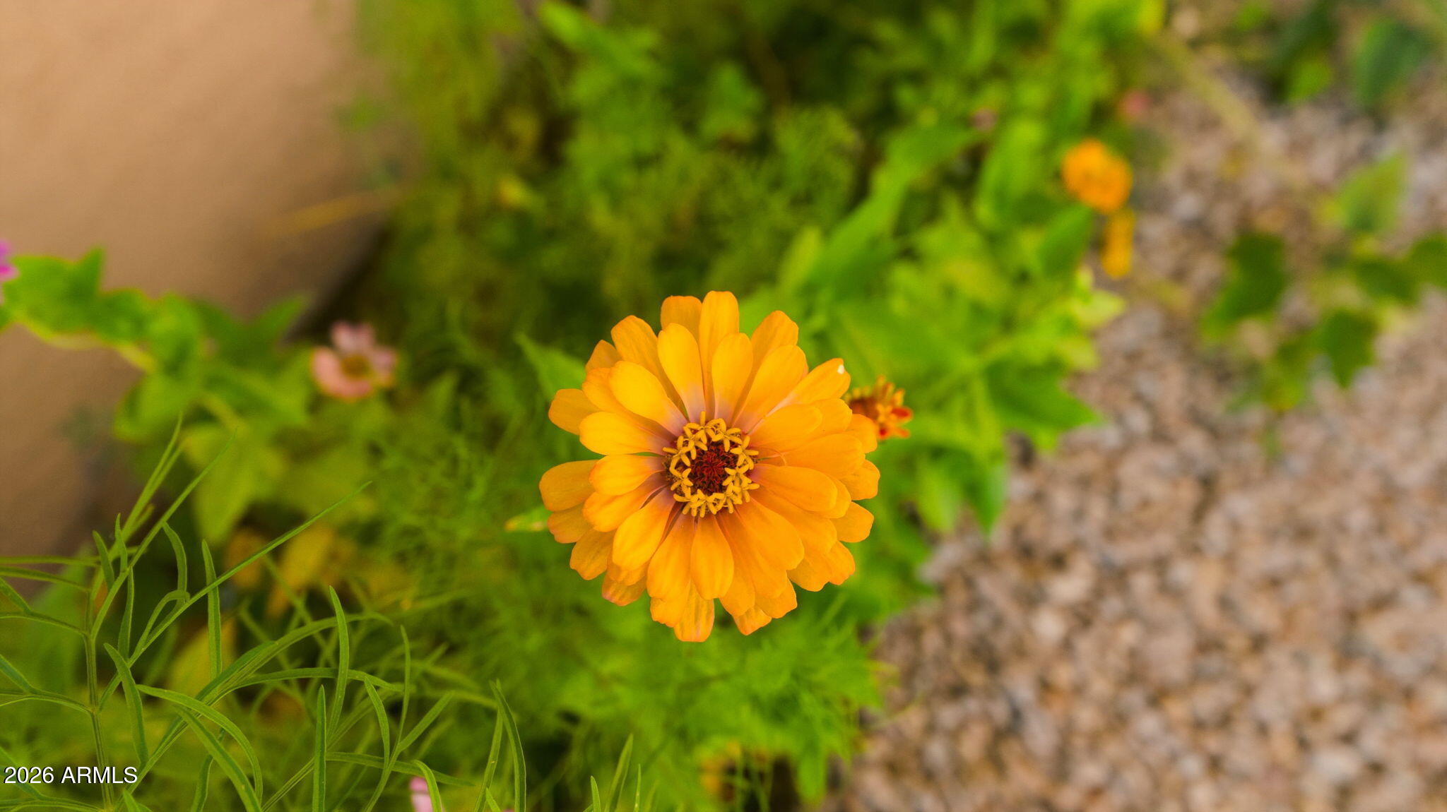 6906 E LAGUNA AZUL Avenue