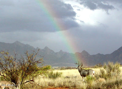 DRAGOON MOUNTAIN RANCH UNIT 1 - Land