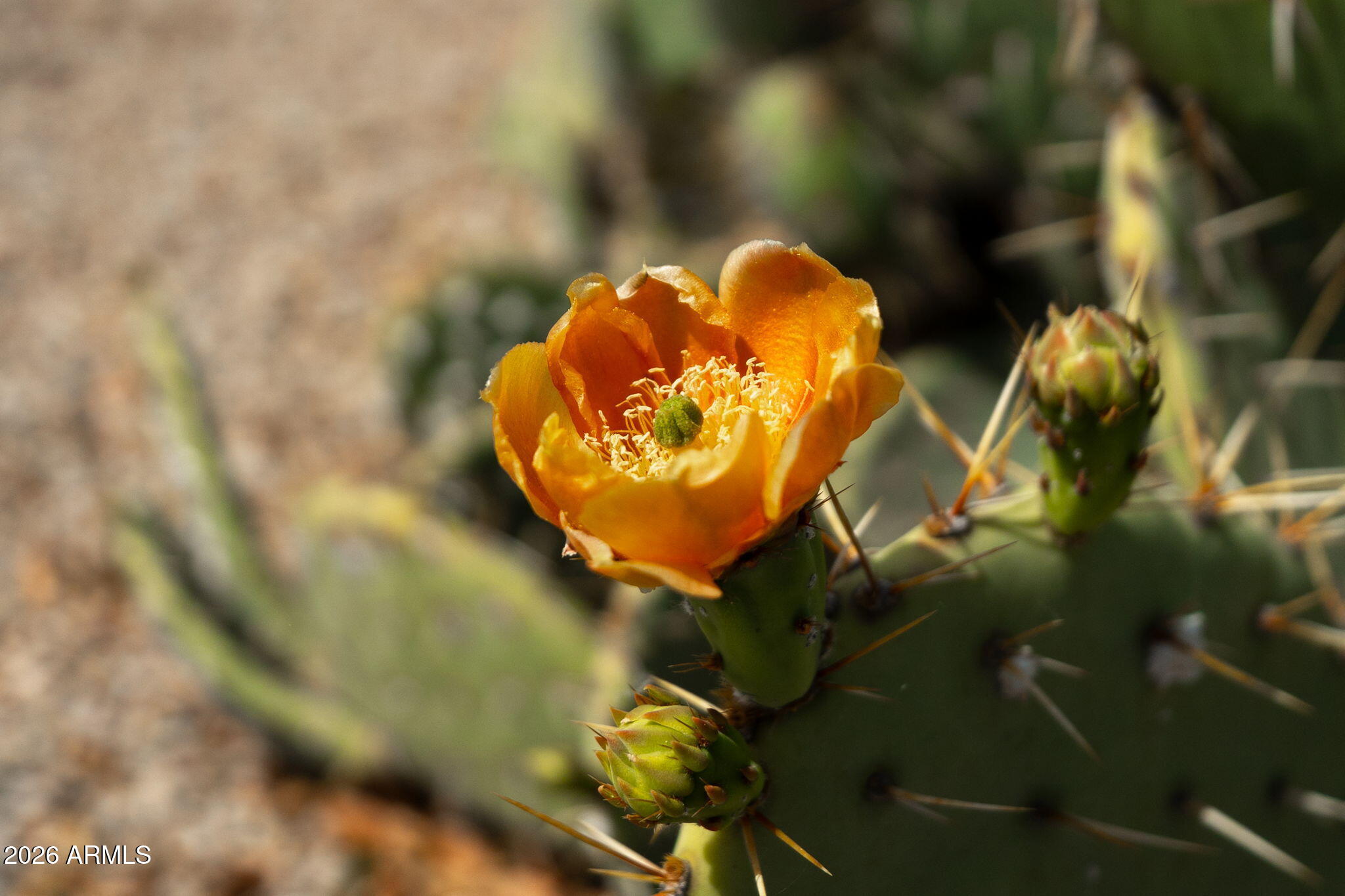 30472 N SUNRAY Drive