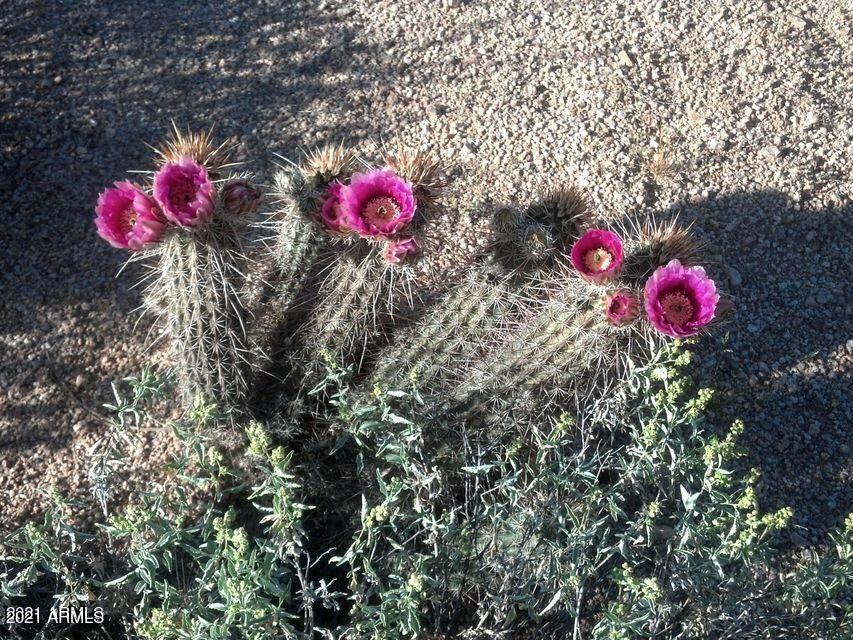 33345 N 81ST Street -