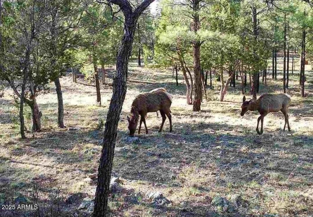 2869 ROUNDUP Lane 252