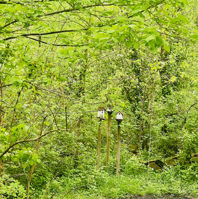 West Fork Outlots - Residential